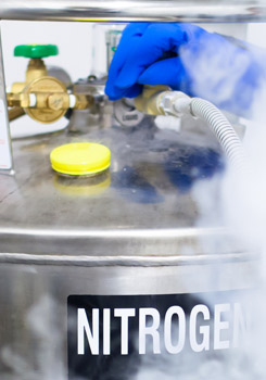 Image of a person hooking a tube up to a tank of liquid nitrogen
